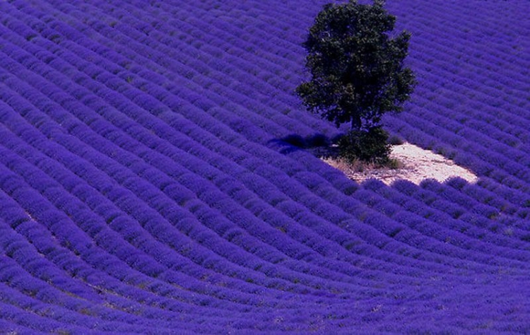 Lavender Fields In Provence Of France