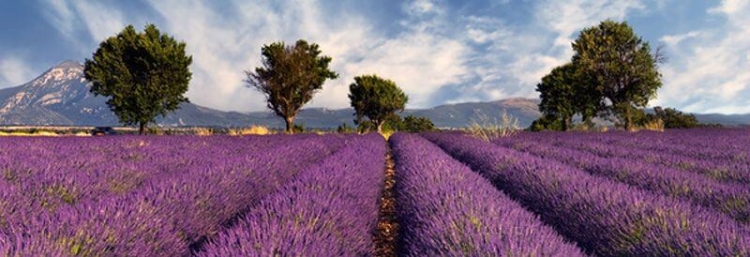 Lavender Fields In Provence Of France