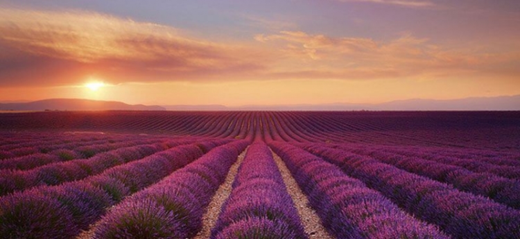 Lavender Fields In Provence Of France