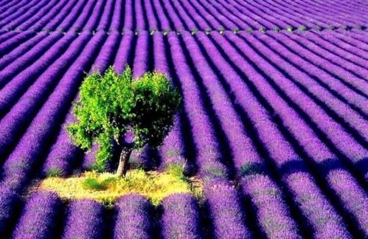 Lavender Fields In Provence Of France