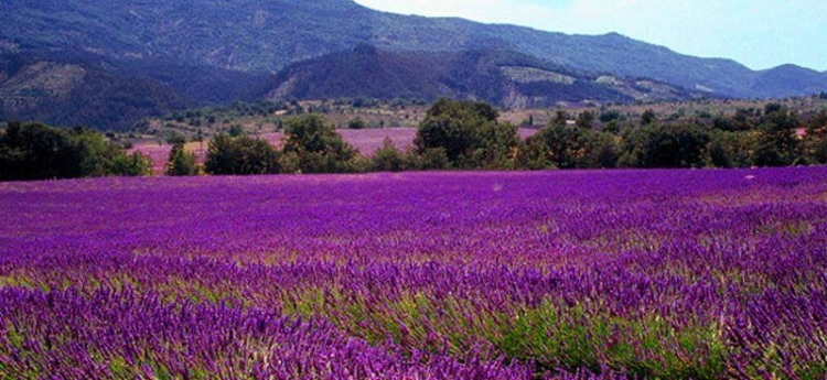 Lavender Fields In Provence Of France