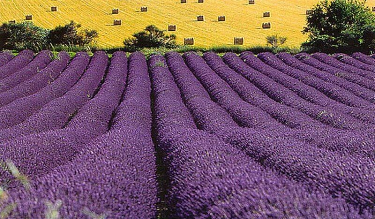 Lavender Fields In Provence Of France