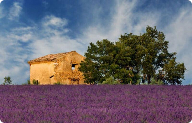 Lavender Fields In Provence Of France