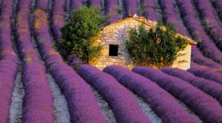 Lavender Fields In Provence Of France