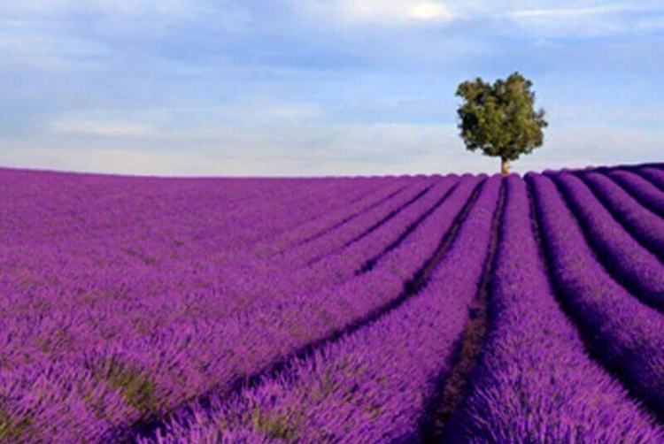 Lavender Fields In Provence Of France