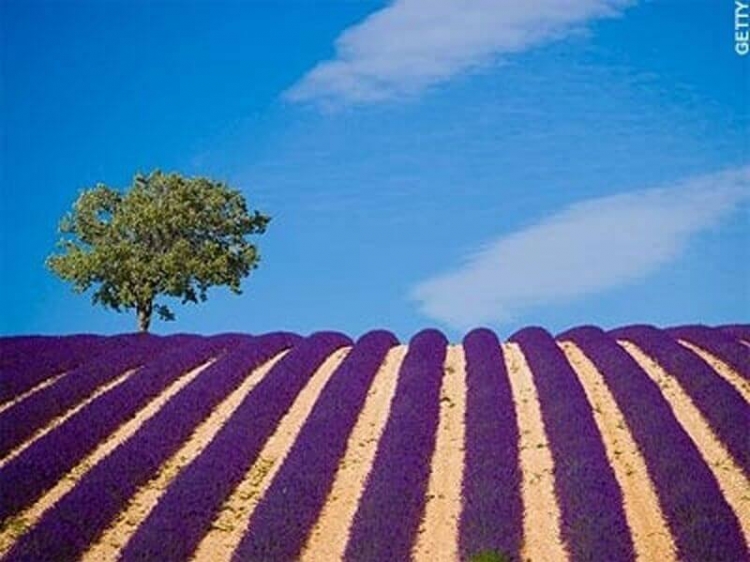 Lavender Fields In Provence Of France