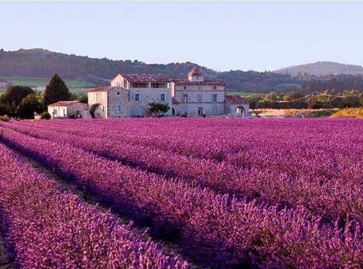 Lavender Fields In Provence Of France