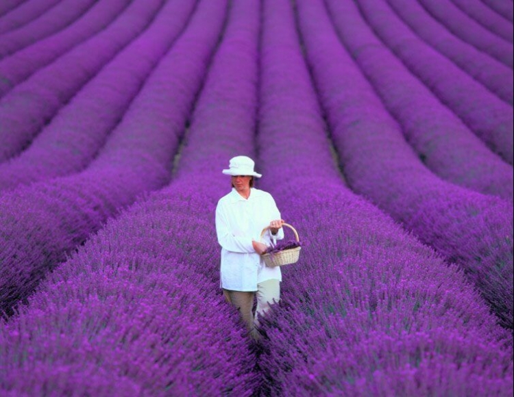 Lavender Fields In Provence Of France