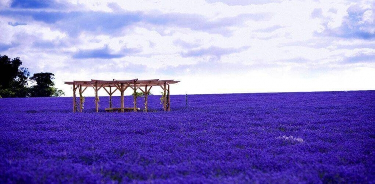 Lavender Fields In Provence Of France