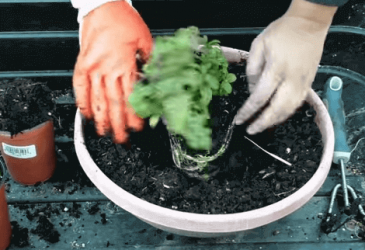 All About Growing Mint