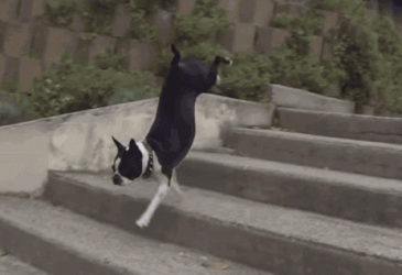Dogs Vs. Stairs
