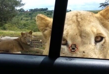 Lion Opens Car's Door While Family Is Inside The Car