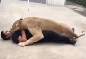 Lion Sees His Adoptive Father After 7 Years!!!