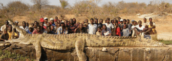 Monster Crocodile Caught In The Zambezi (Niger) River In Zimbabwe Africa