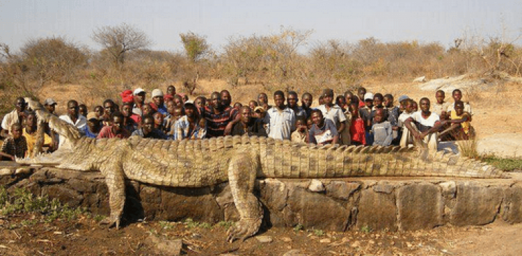 Monster Crocodile Caught In The Zambezi (Niger) River In Zimbabwe Africa