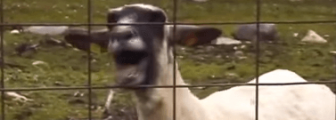 The Ultimate Goat Edition Supercut