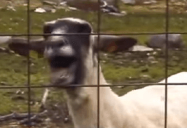 The Ultimate Goat Edition Supercut