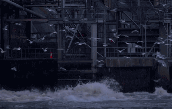 Conowingo Dam Bald Eagles